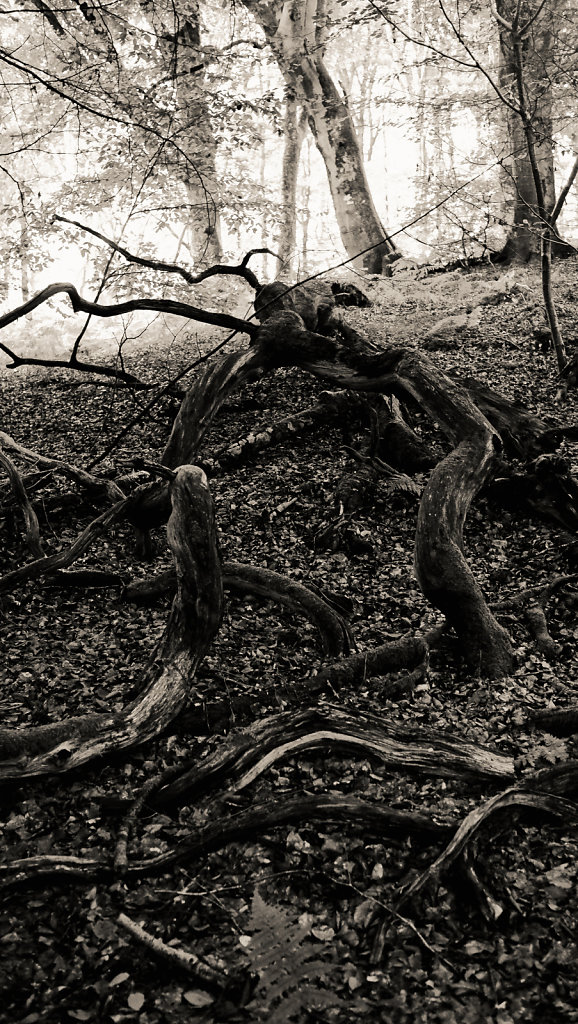 Fallen